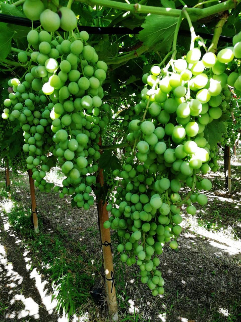 Masseria Marico Кастеланета Екстериор снимка